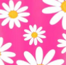 Pink Daisy