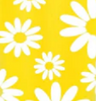 Yellow Daisy